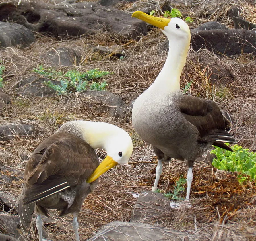 La carte Albatros des Galapagos