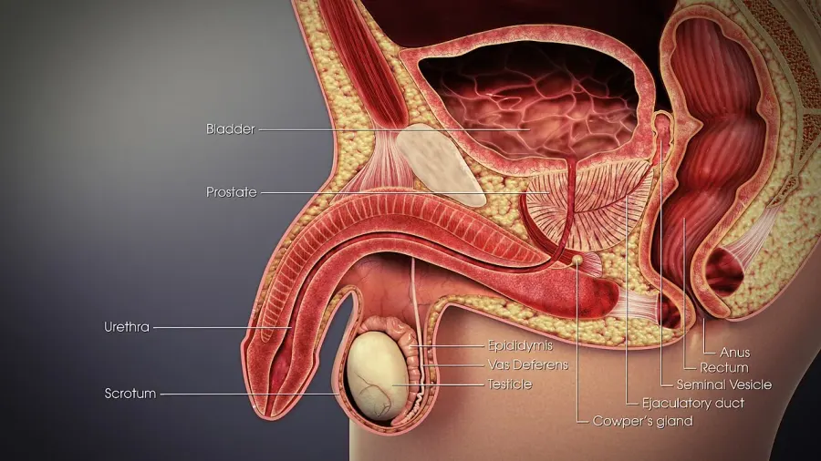 The Vas deferens card