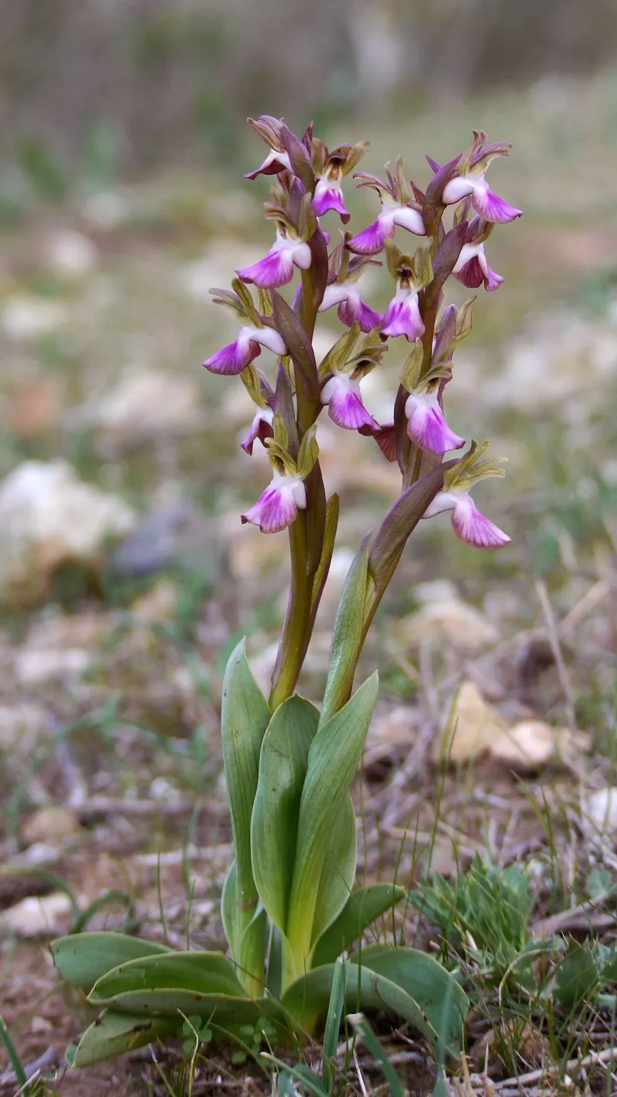 La carte Anacamptis collina