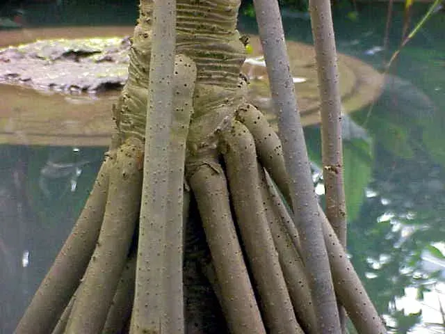 The Pandanaceae card