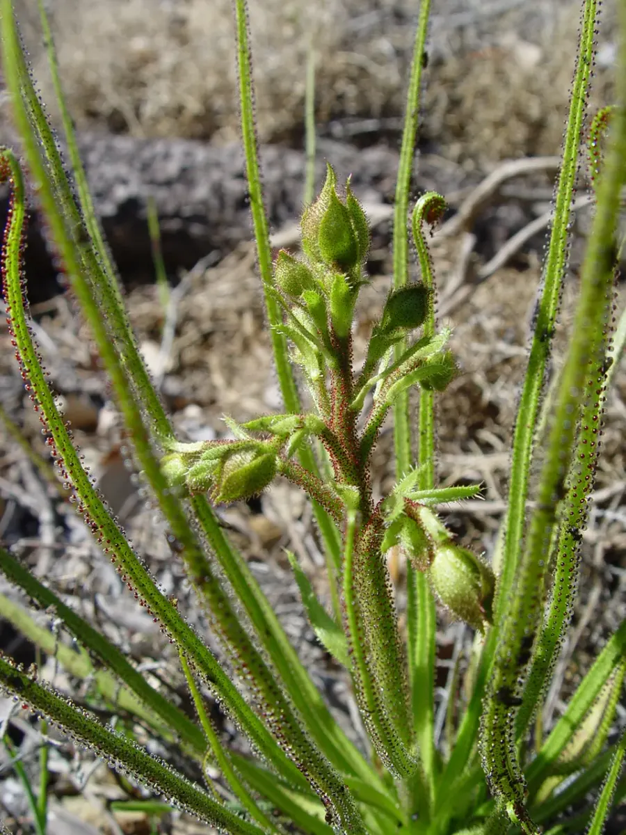 La carte Drosophyllum lusitanicum