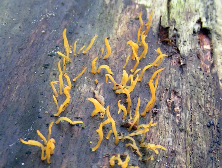 La carte Calocera