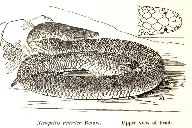 The Xenopeltis card