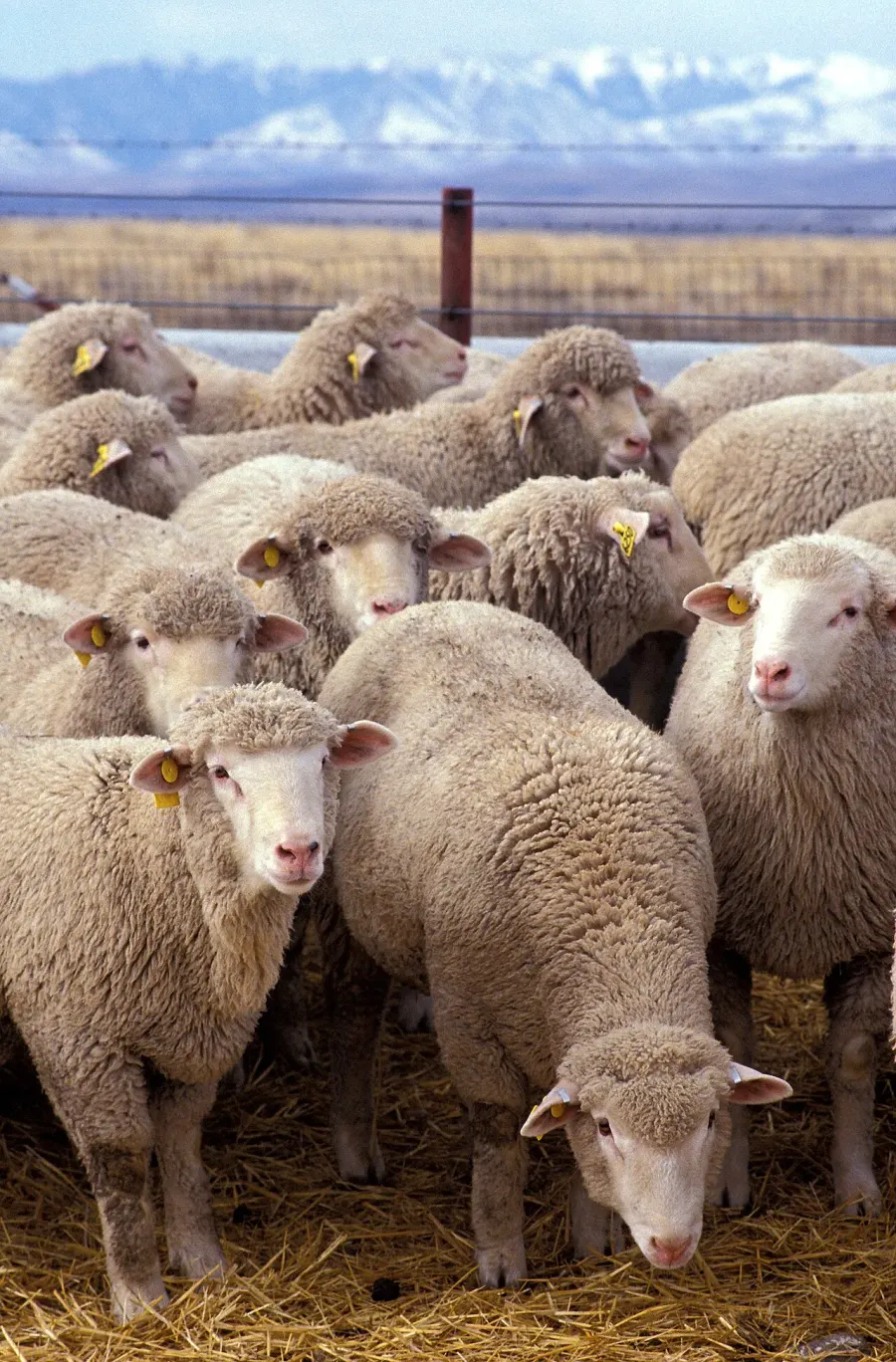 The Sheep card