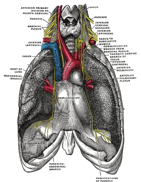 The Phrenic nerve card