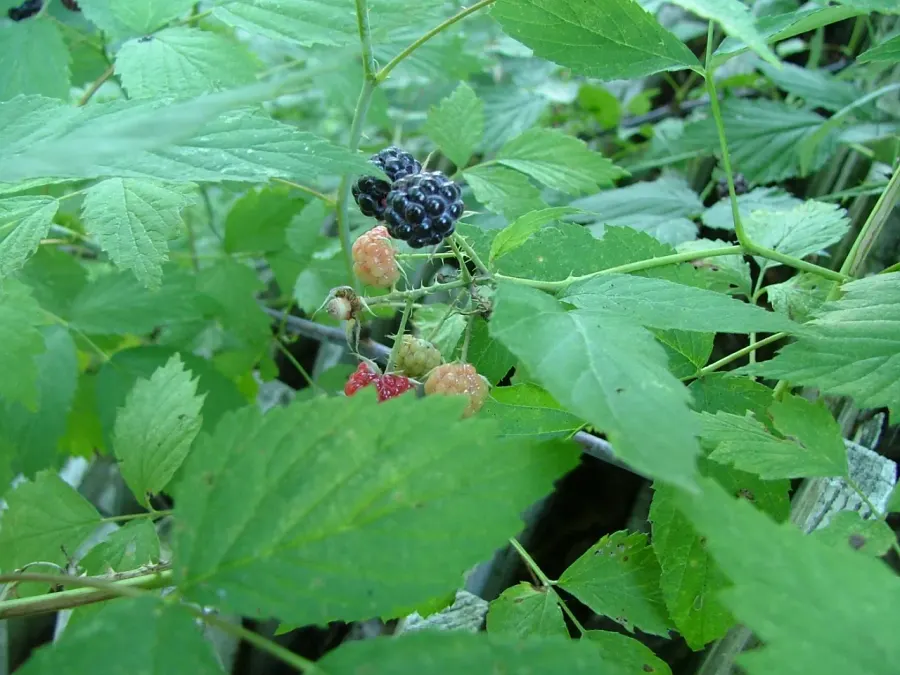 La carte Rubus occidentalis