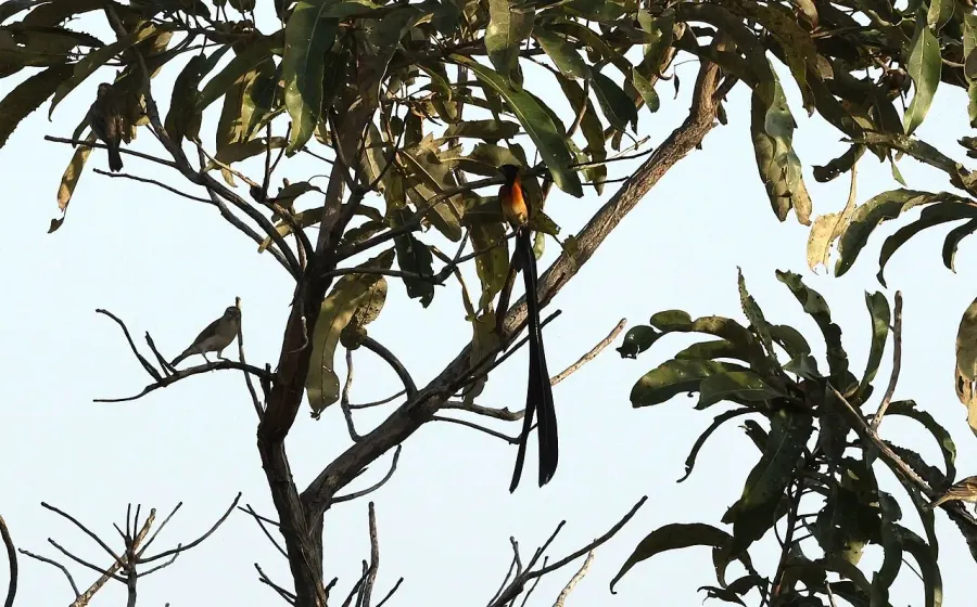 The Togo paradise whydah card