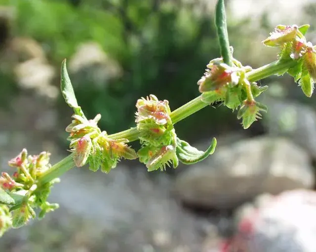 The Rumex pulcher card
