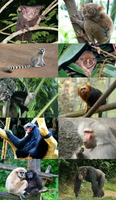 La carte Primates