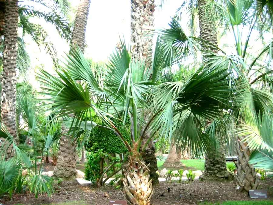 The Sabal bermudana card