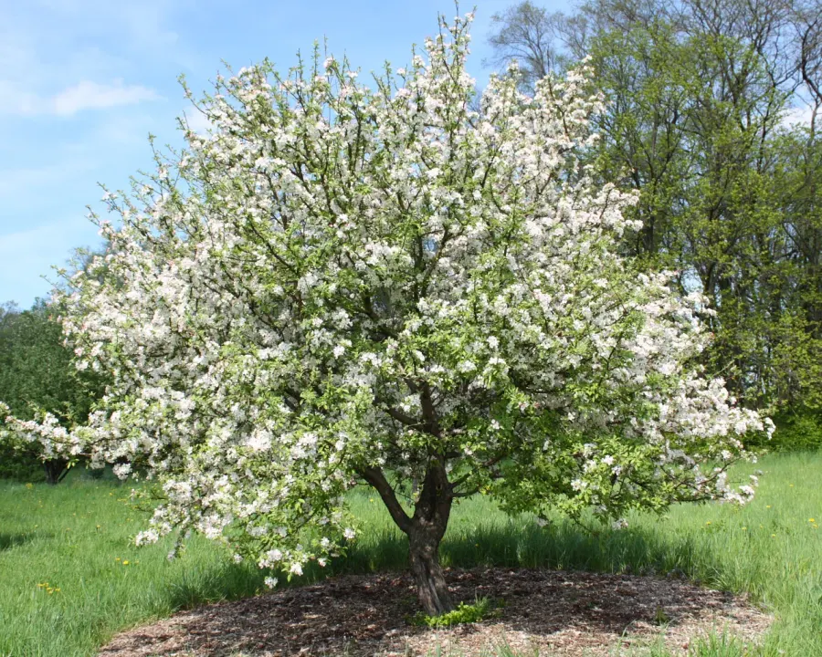 La carte Malus prunifolia