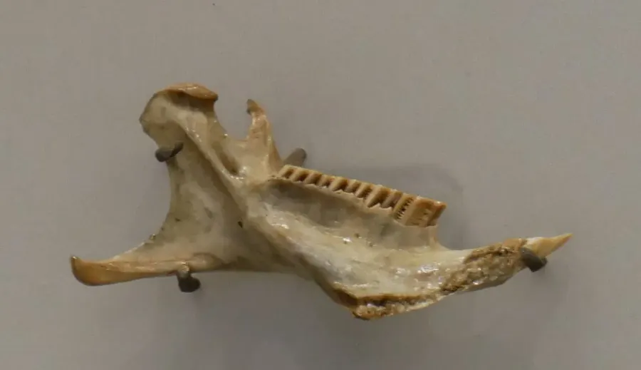 The Isolobodon card