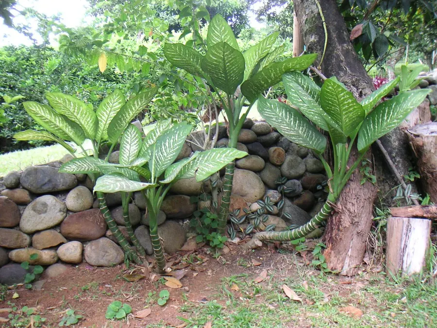 La carte Dieffenbachia