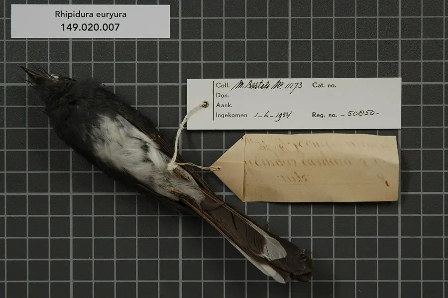 The White-bellied fantail card