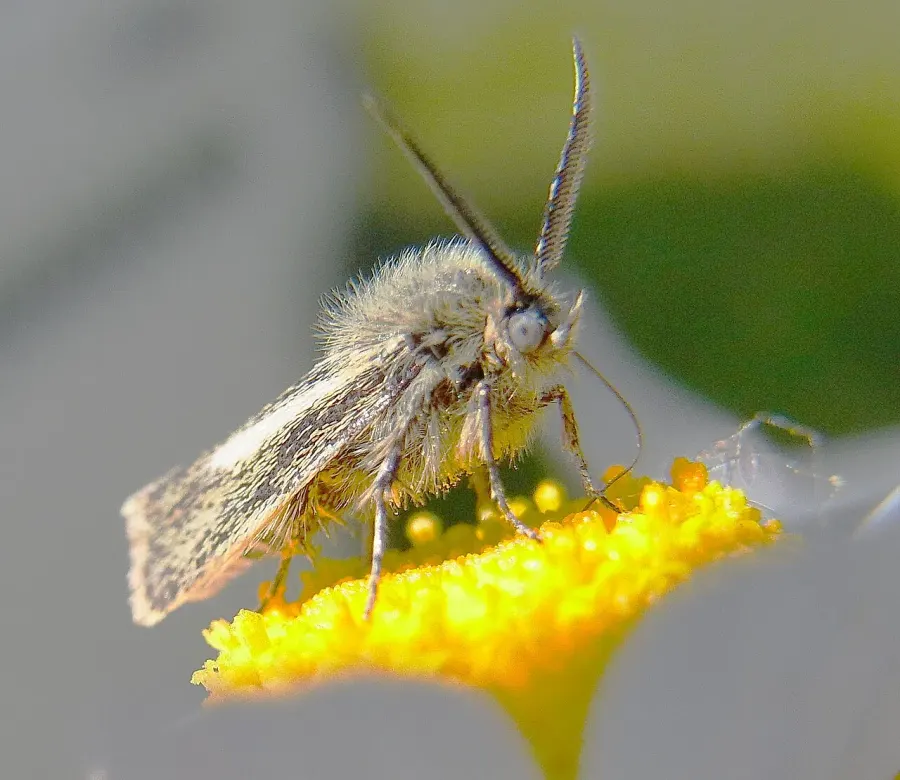 The Brachodidae card