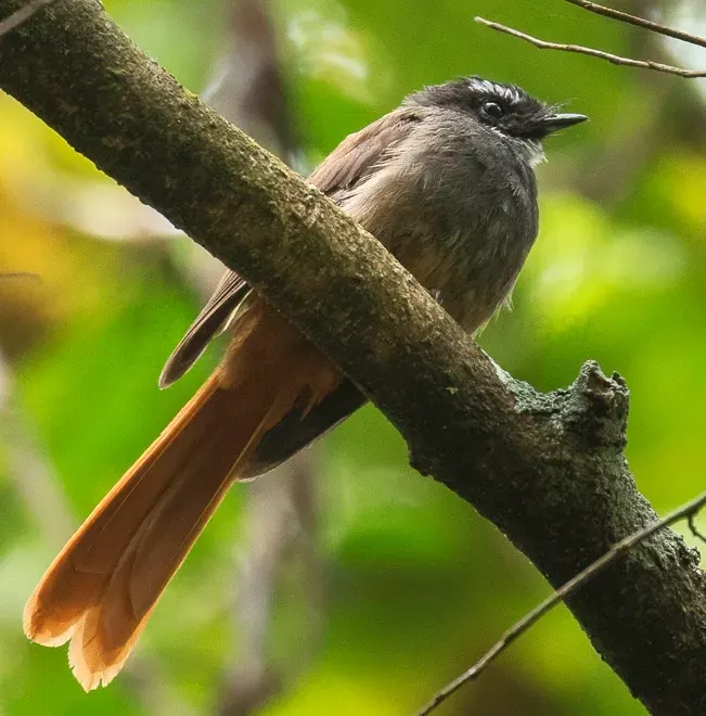 The Rufous-tailed fantail card