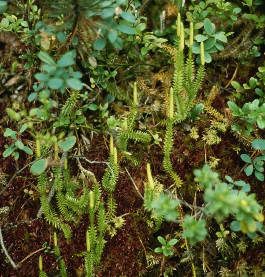 La carte Lycopodiaceae