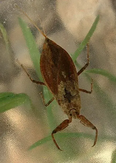 The Nepidae card