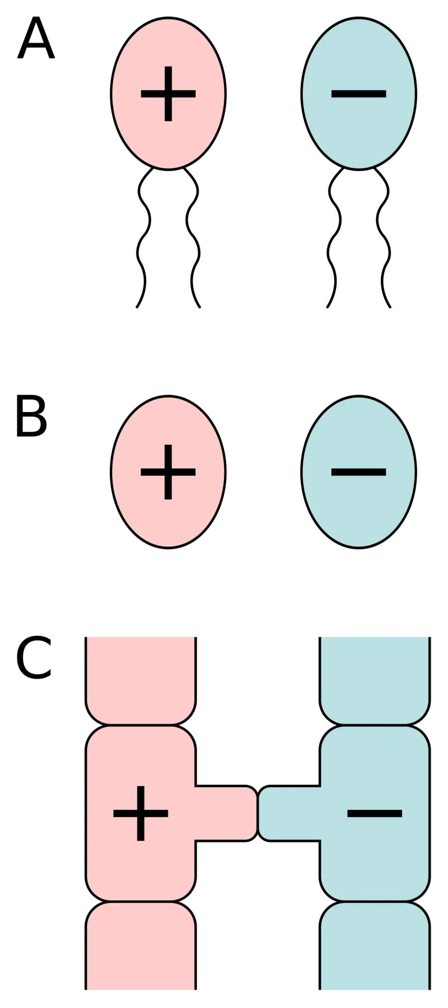La carte Isogamie