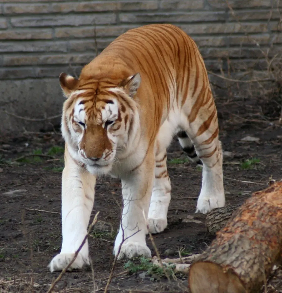 The Golden tiger card