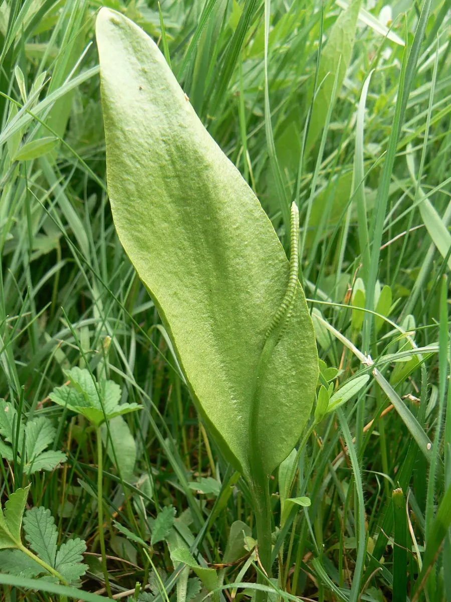 La carte Ophioglossaceae