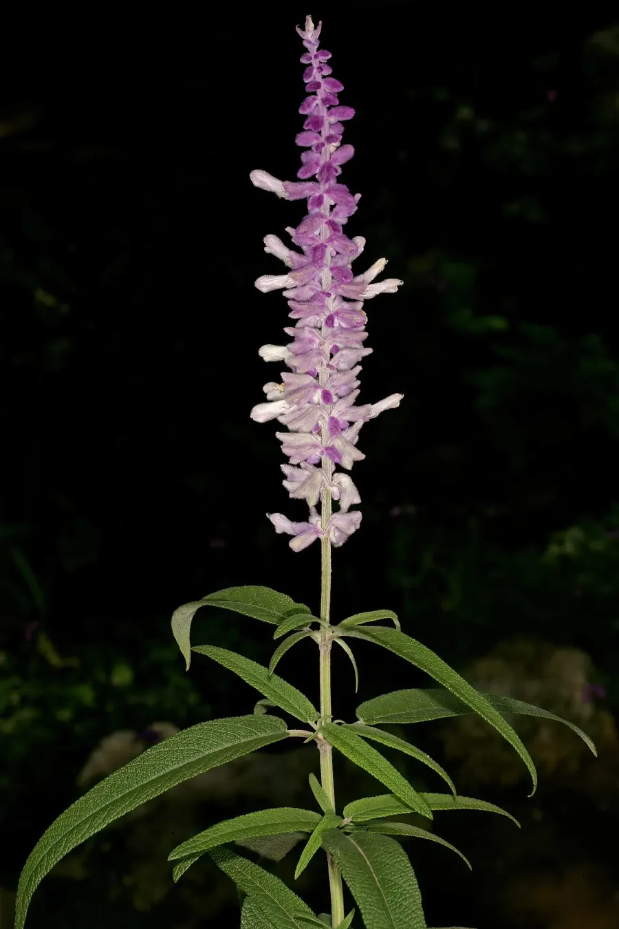 The Salvia leucantha card