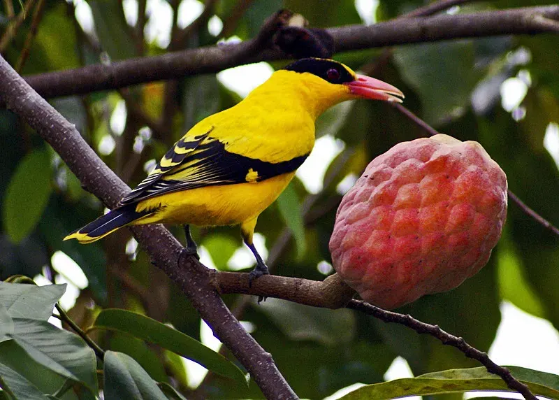 The Black-naped oriole card
