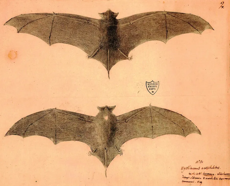La carte Mormopterus acetabulosus