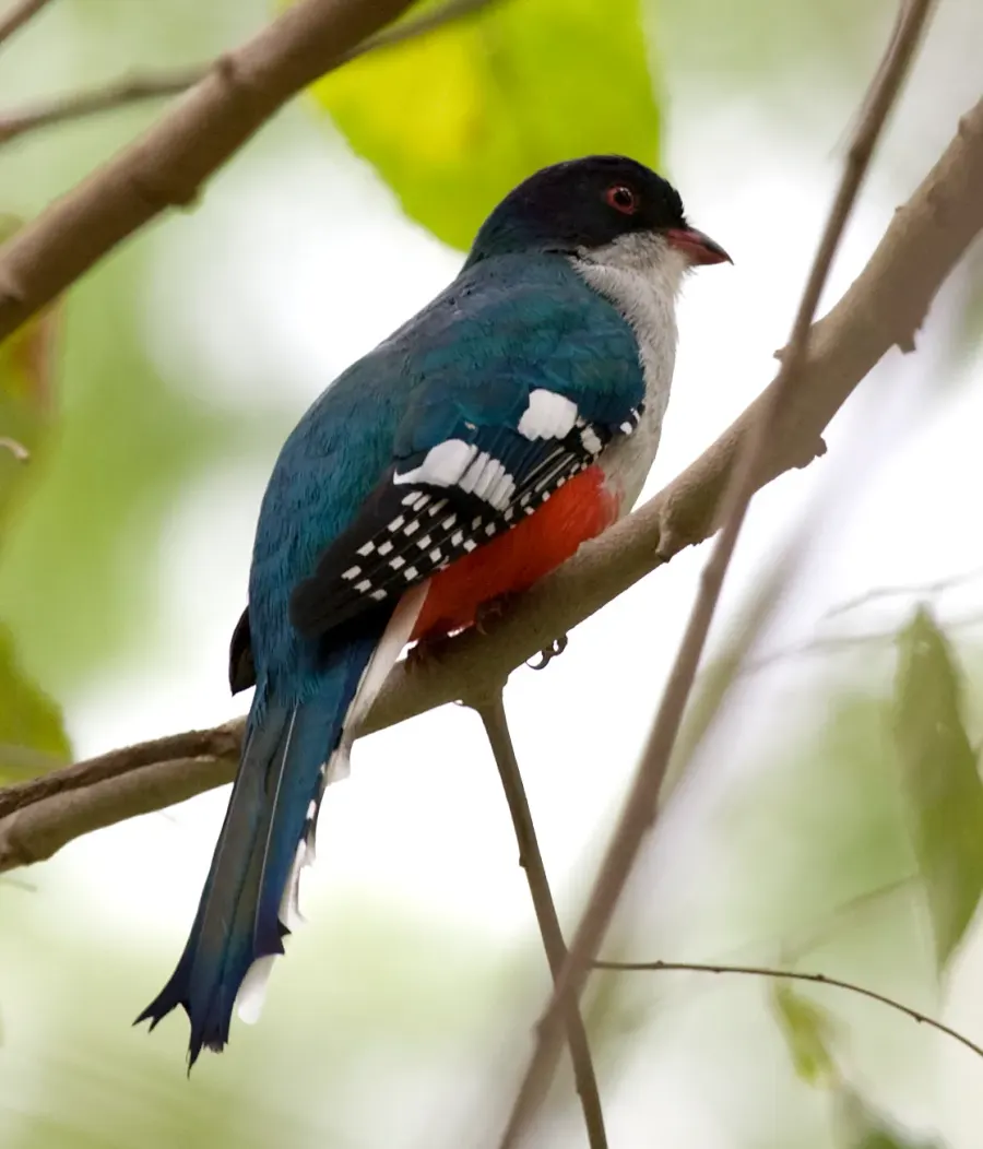 La carte Trogon de Cuba