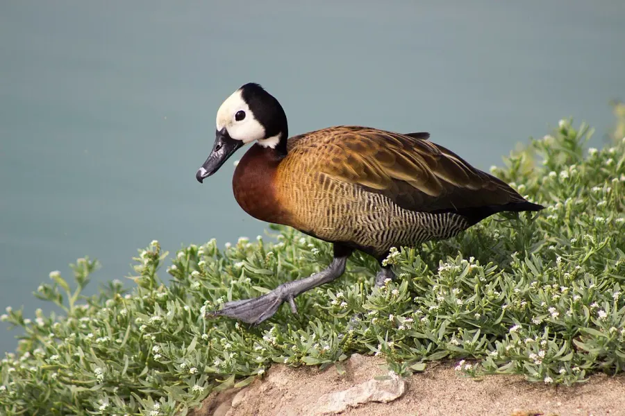 The White-faced whistling duck card