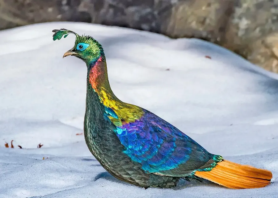 The Himalayan monal card
