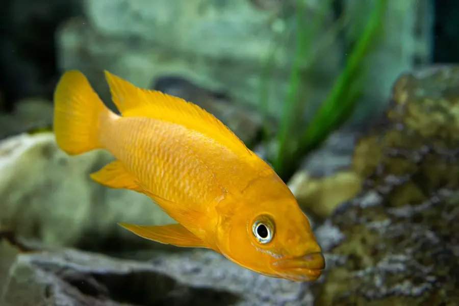 La carte Neolamprologus leleupi