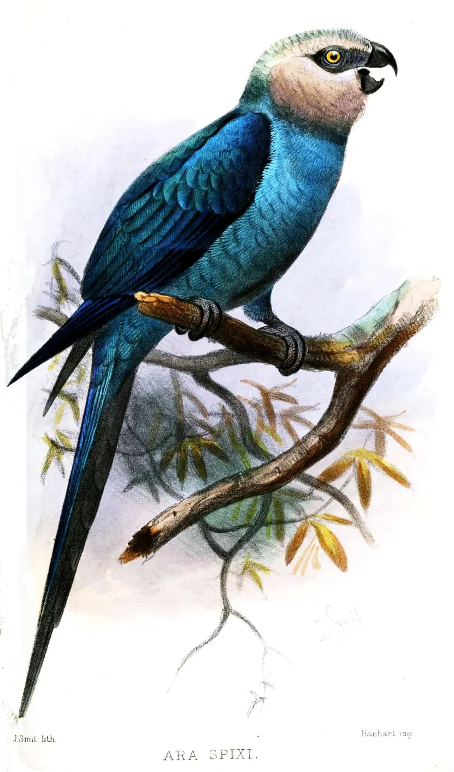 La carte Ara de Spix