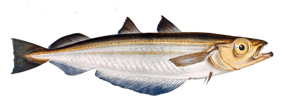The Blue whiting card