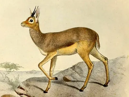 La carte Beira