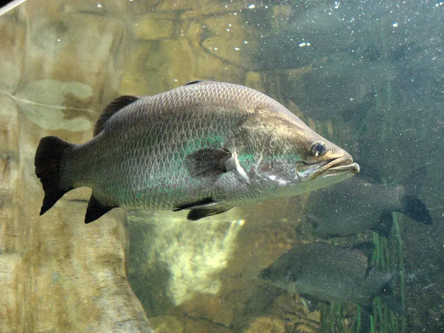 La carte Barramundi