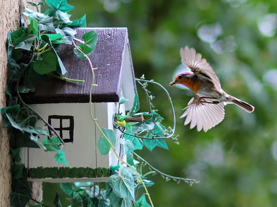 The Nest box card