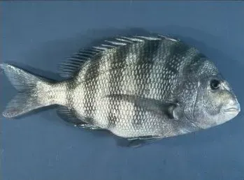 The Archosargus probatocephalus card