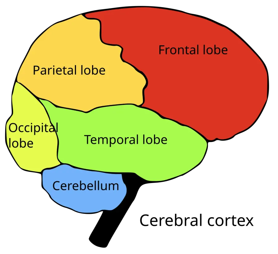 The Temporal lobe card