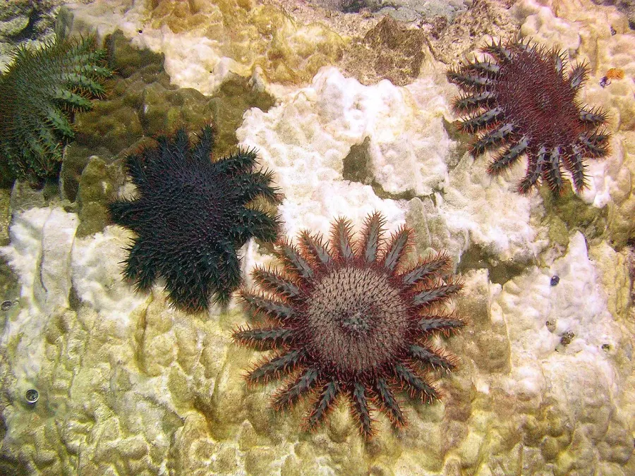 The Acanthaster card