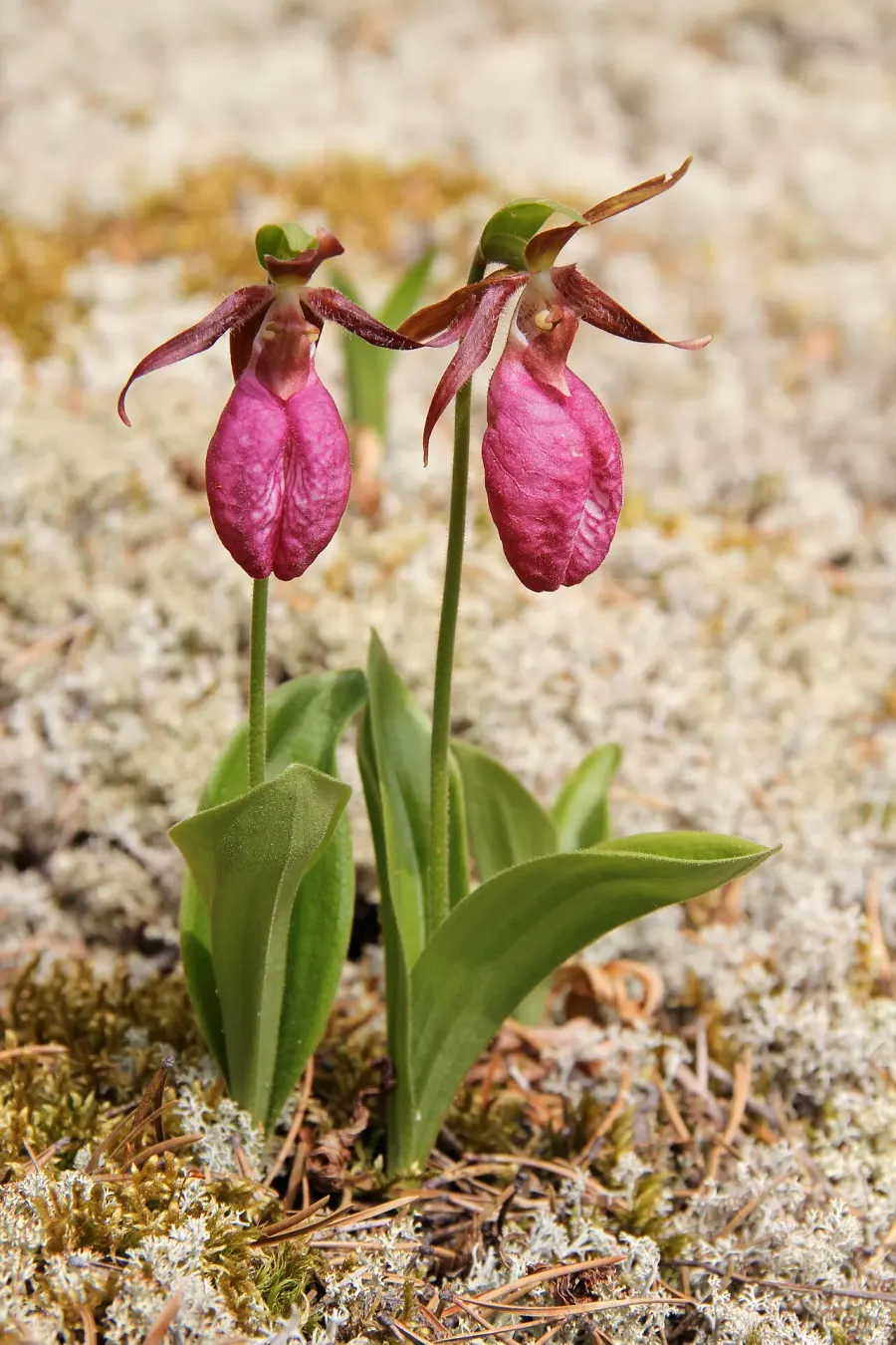 The Cypripedium acaule card