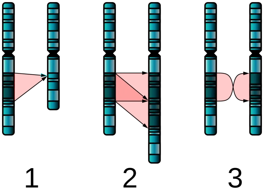 The Chromosome abnormality card