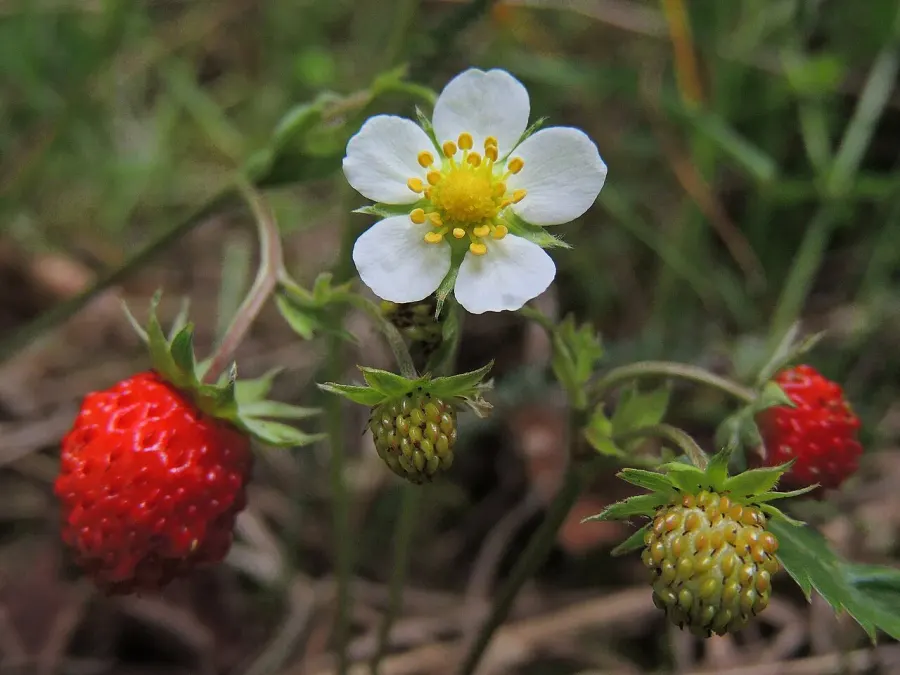The Fragaria card