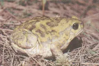 The Uperodon card
