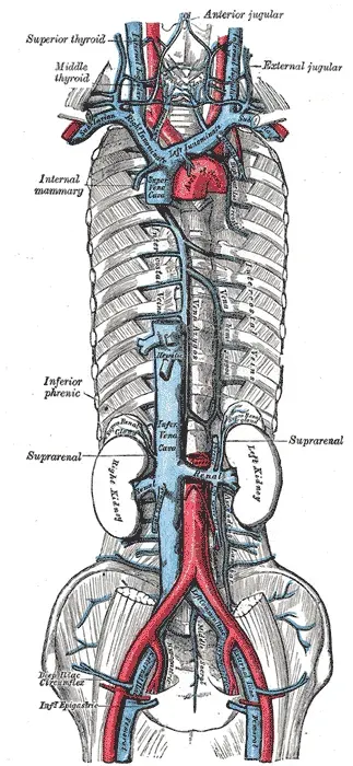 The Inferior vena cava card