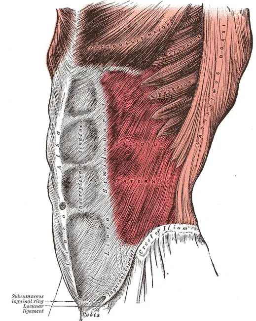 La carte Muscle oblique externe de l'abdomen