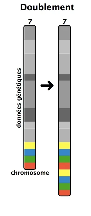 La carte Duplication