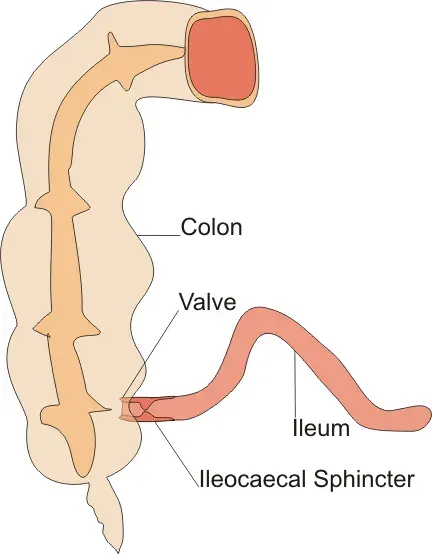 The Sphincter card