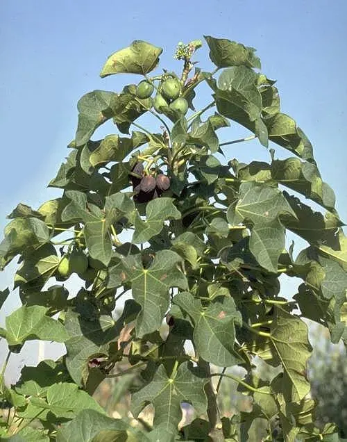La carte Jatropha curcas