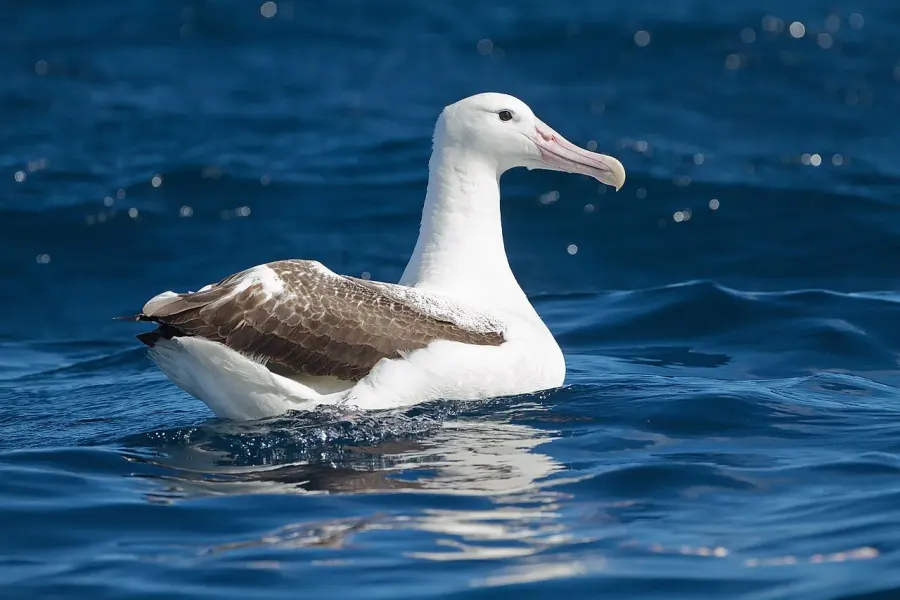 La carte Albatros royal